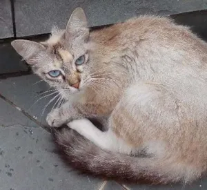 Gato raça Sem Raça idade 2 a 6 meses nome Não tem