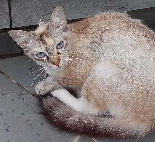 Gato ra a Sem Raça idade 2 a 6 meses nome Não tem