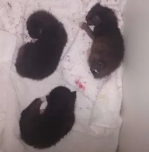 Gato raça NAO IDENTIFICADA idade Abaixo de 2 meses nome NÃO POSSUI NOME