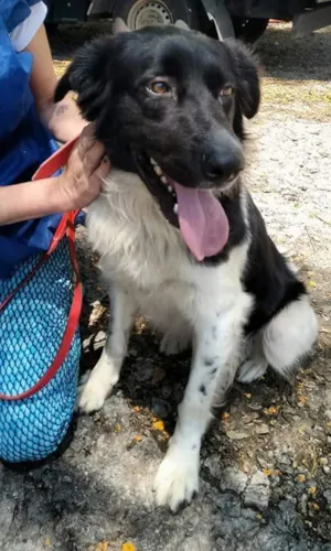Cachorro raça Srd idade 2 anos nome Frank