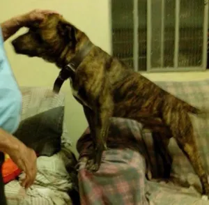 Cachorro raça American staffordshire idade 3 anos nome Tigrão