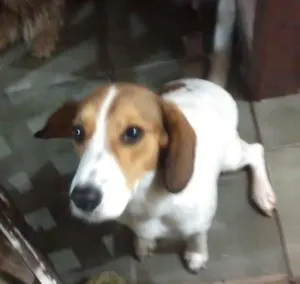 Cachorro raça Beagle idade 2 anos nome Meg