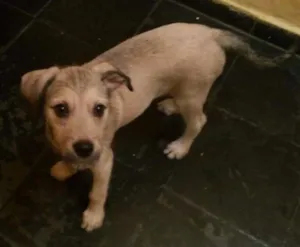 Cachorro raça Viralata idade 2 a 6 meses nome Penelope
