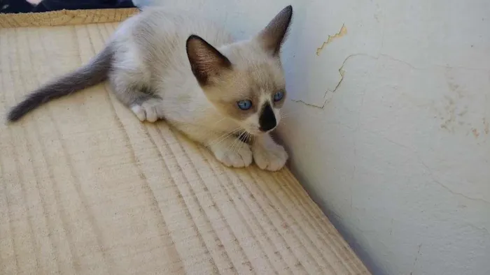 Gato ra a Não tem idade Abaixo de 2 meses nome Branco