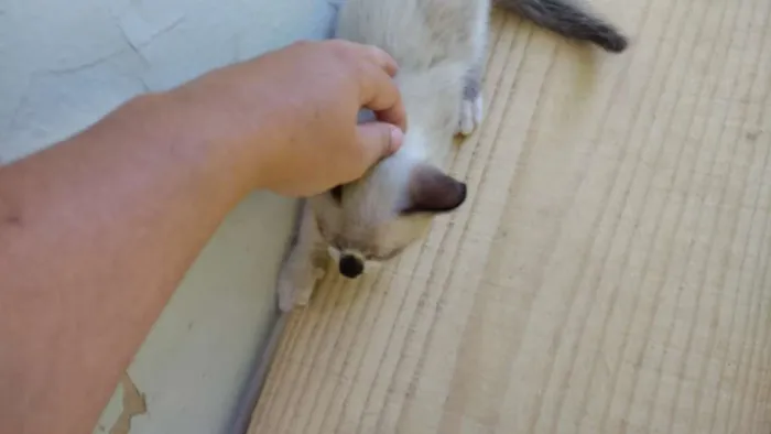 Gato ra a Não tem idade Abaixo de 2 meses nome Branco