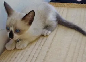 Gato raça Não tem idade Abaixo de 2 meses nome Branco