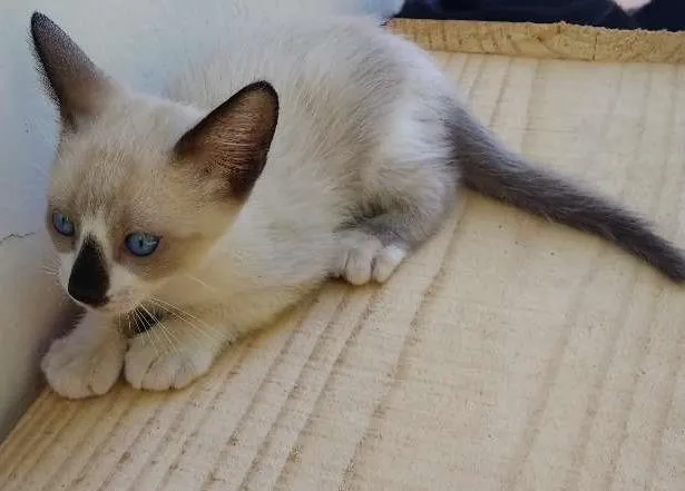 Gato ra a Não tem idade Abaixo de 2 meses nome Branco