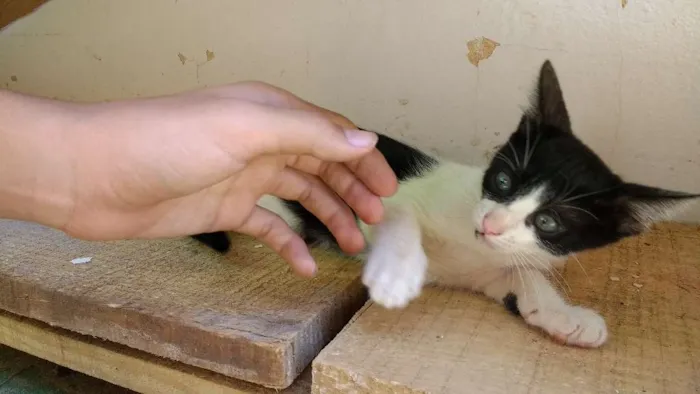 Gato ra a Nao tem idade Abaixo de 2 meses nome Malhadinha