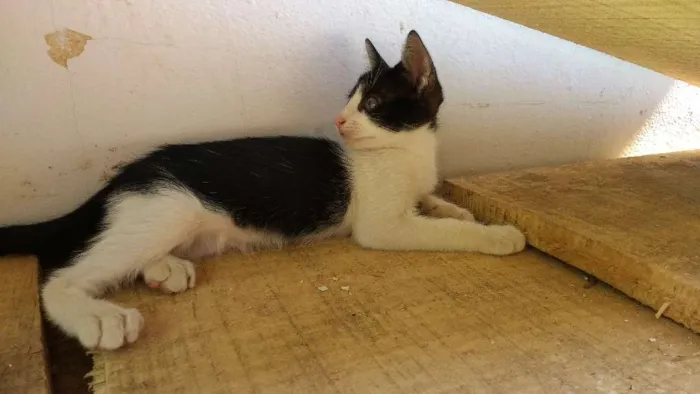 Gato ra a Nao tem idade Abaixo de 2 meses nome Malhadinha