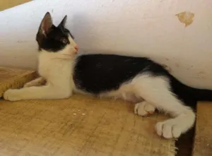 Gato raça Nao tem idade Abaixo de 2 meses nome Malhadinha