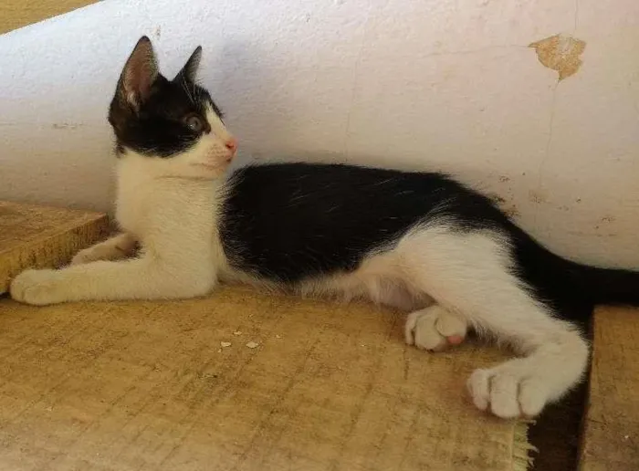 Gato ra a Nao tem idade Abaixo de 2 meses nome Malhadinha