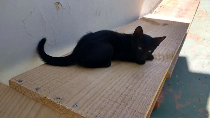 Gato ra a Nenhuma idade Abaixo de 2 meses nome Neguinha