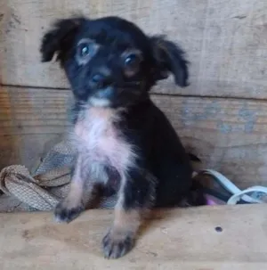 Cachorro raça  idade 2 a 6 meses nome Marlon