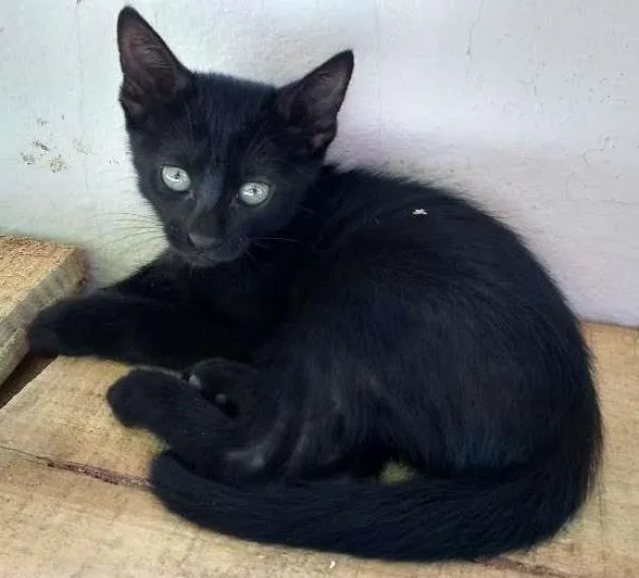 Gato ra a Nenhuma idade Abaixo de 2 meses nome Neguinha