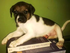 Cachorro raça SRD idade Abaixo de 2 meses nome Paul