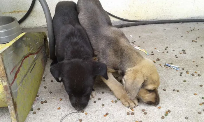 Cachorro ra a Srd idade 2 a 6 meses nome Marrom e Preto