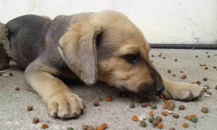 Cachorro ra a Srd idade 2 a 6 meses nome Marrom e Preto