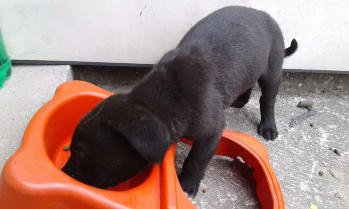 Cachorro ra a Srd idade 2 a 6 meses nome Marrom e Preto