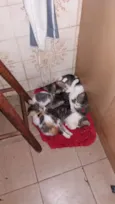 Nao tem