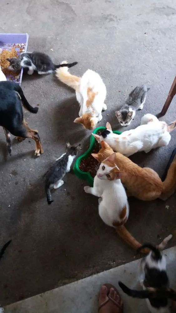 Gato raça  idade 2 a 6 meses nome Nao tem
