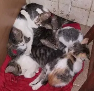 Gato raça  idade 2 a 6 meses nome Nao tem