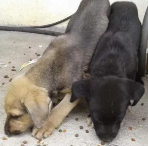 Cachorro raça Srd idade 2 a 6 meses nome Marrom e Preto