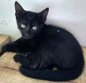 Gato raça  idade Abaixo de 2 meses nome Neguinho