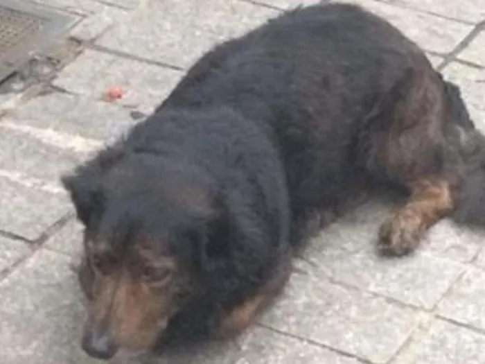 Cachorro ra a SRD idade 6 ou mais anos nome Sem nome
