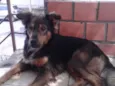 Bolinha