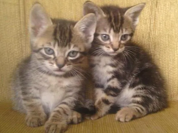 Gato ra a sem raça definida idade Abaixo de 2 meses nome Raio, Luna e Jamaica