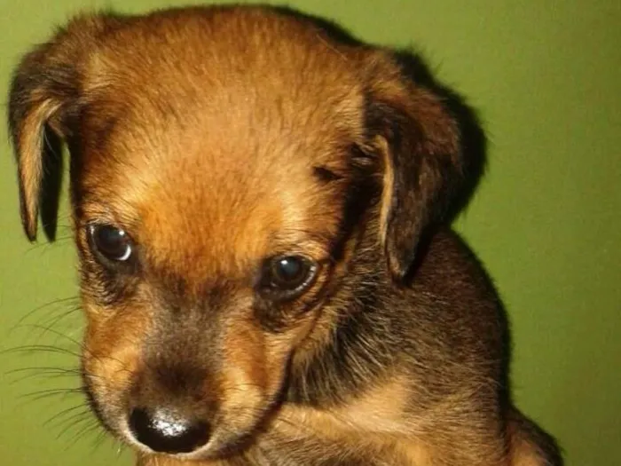 Cachorro raça SRD idade Abaixo de 2 meses nome Alfajor