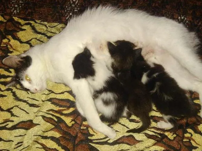Gato ra a Vira lata idade Abaixo de 2 meses nome Melissa e dani