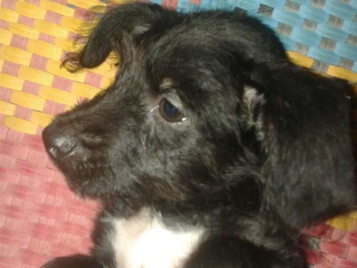 Cachorro ra a Indefinida idade 2 a 6 meses nome Manu e Pretim