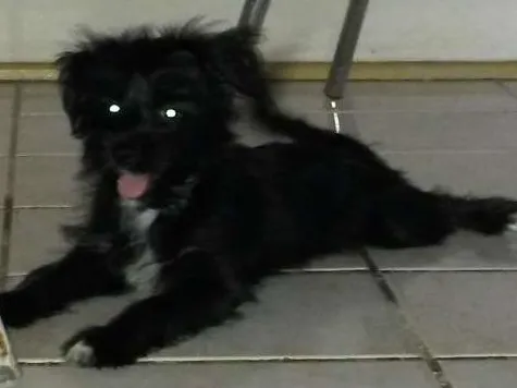 Cachorro raça MESTIÇA  idade 2 a 6 meses nome BELINHA