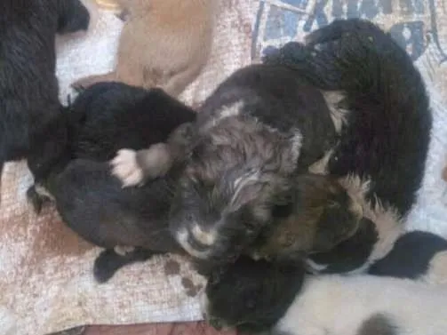 Cachorro ra a Vira lata idade Abaixo de 2 meses nome Não tem