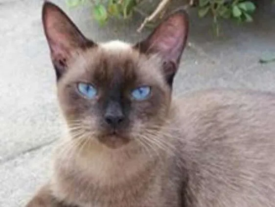 Gato ra a Siamês idade 1 ano nome Estrela