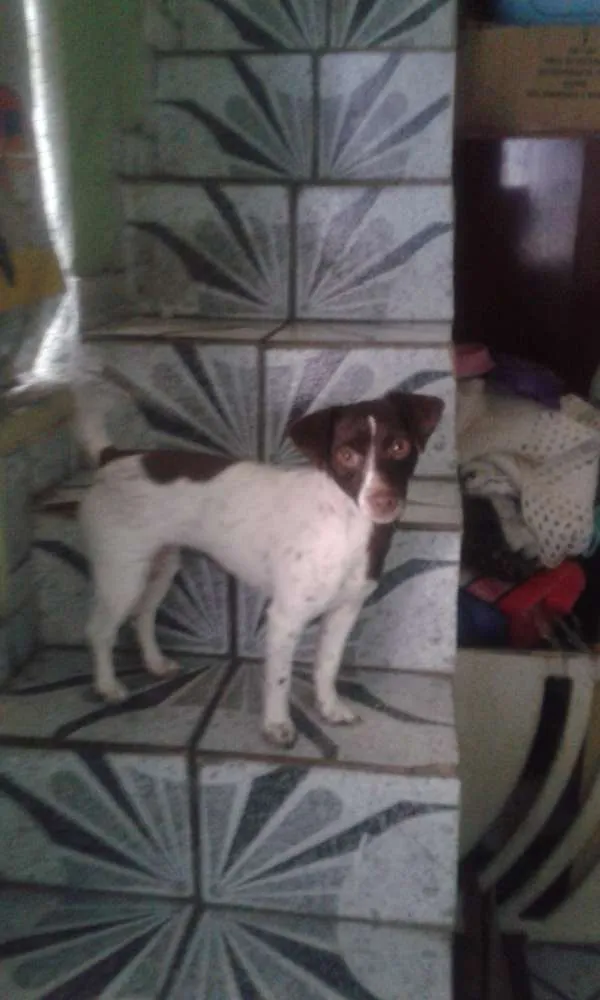 Cachorro raça Vila lata idade 1 ano nome Tete
