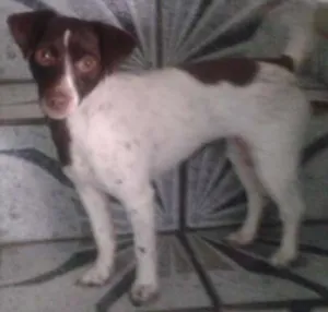 Cachorro raça Vila lata idade 1 ano nome Tete