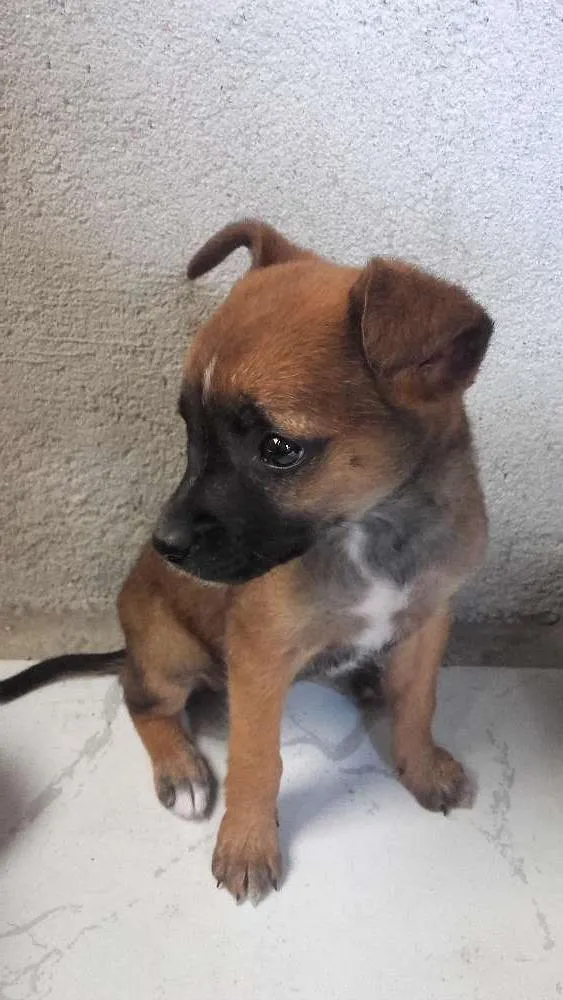 Cachorro ra a Vira lata idade 2 a 6 meses nome Mel