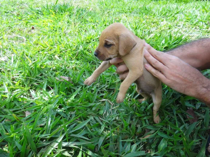 Cachorro ra a PREDOMINÂNCIA DE VIRA-LATA POR PARTE DA MÃE idade Abaixo de 2 meses nome MACHO 01