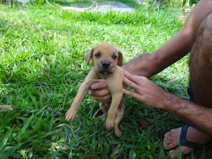 Cachorro ra a PREDOMINÂNCIA DE VIRA-LATA POR PARTE DA MÃE idade Abaixo de 2 meses nome MACHO 01