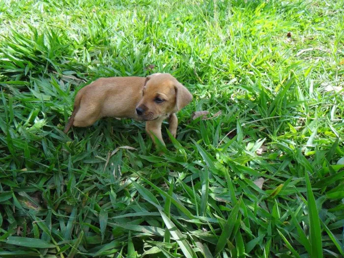 Cachorro ra a PREDOMINÂNCIA DE VIRA-LATA POR PARTE DA MÃE idade Abaixo de 2 meses nome MACHO 01