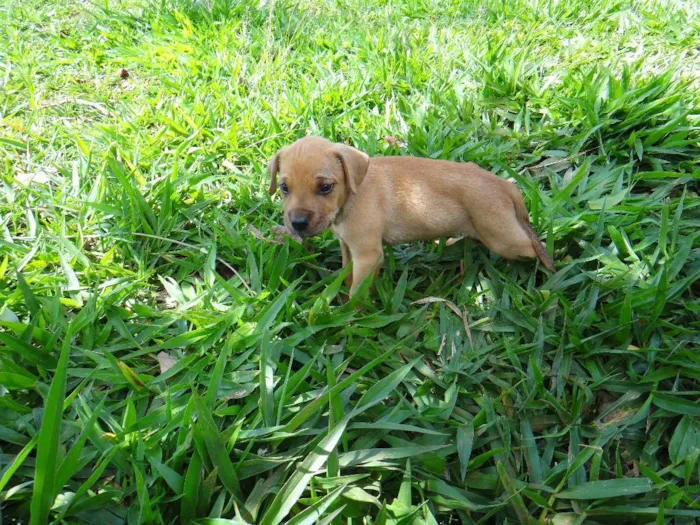 Cachorro ra a PREDOMINÂNCIA DE VIRA-LATA POR PARTE DA MÃE idade Abaixo de 2 meses nome MACHO 01