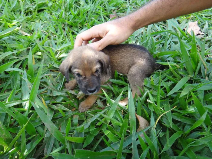 Cachorro ra a PREDOMINÂNCIA DE VIRA-LATA POR PARTE DA MÃE idade 2 a 6 meses nome MACHO 02