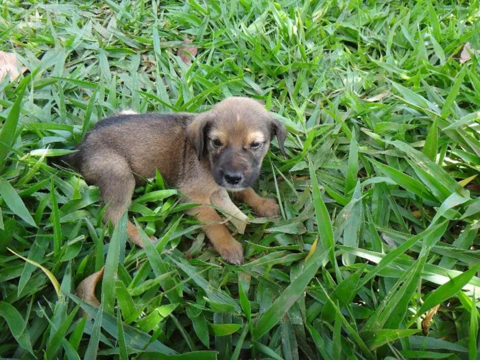 Cachorro ra a PREDOMINÂNCIA DE VIRA-LATA POR PARTE DA MÃE idade 2 a 6 meses nome MACHO 02