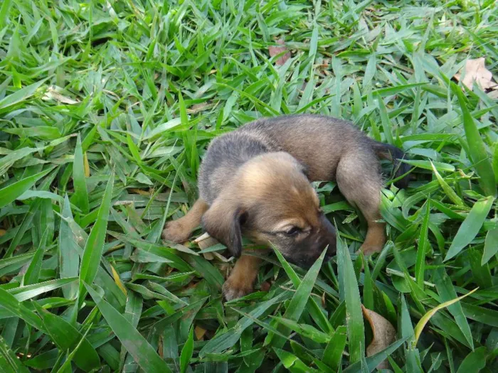 Cachorro ra a PREDOMINÂNCIA DE VIRA-LATA POR PARTE DA MÃE idade 2 a 6 meses nome MACHO 02