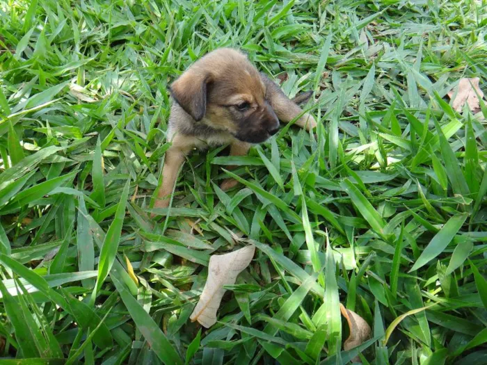 Cachorro ra a PREDOMINÂNCIA DE VIRA-LATA POR PARTE DA MÃE idade 2 a 6 meses nome MACHO 02