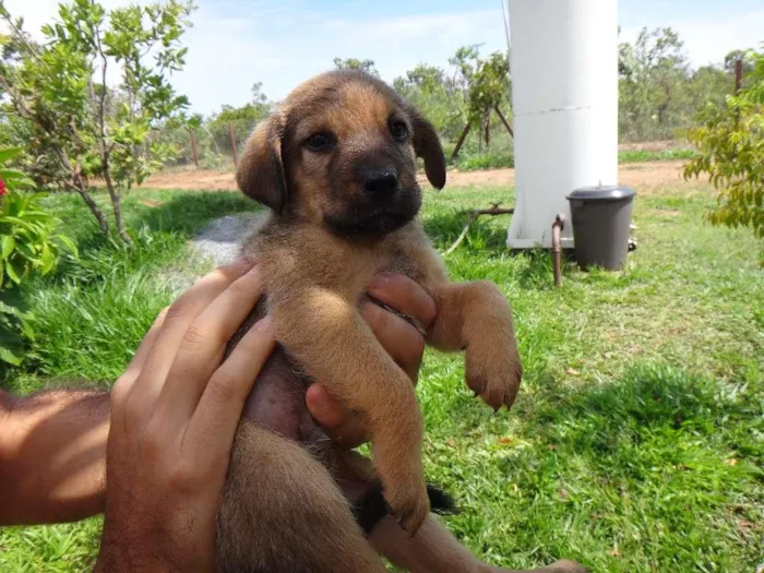 Cachorro ra a PREDOMINÂNCIA DE VIRA-LATA POR PARTE DA MÃE idade 2 a 6 meses nome MACHO 03