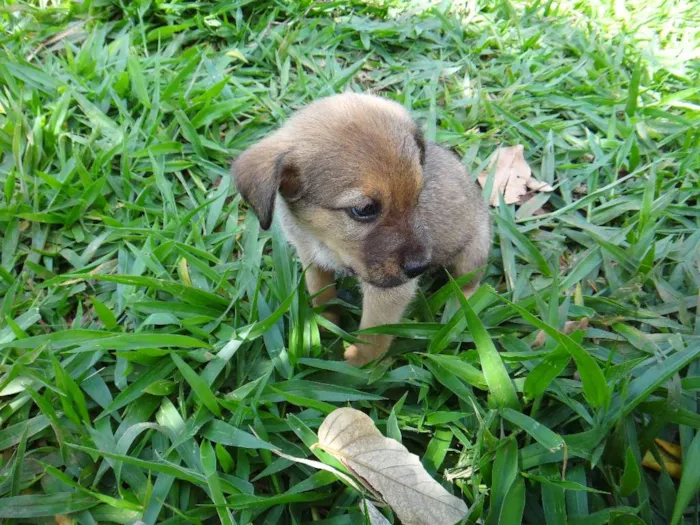 Cachorro ra a PREDOMINÂNCIA DE VIRA-LATA POR PARTE DA MÃE idade 2 a 6 meses nome MACHO 03