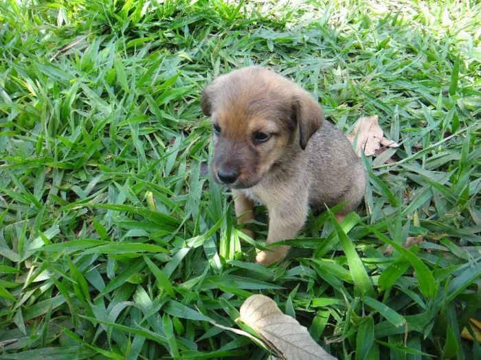 Cachorro ra a PREDOMINÂNCIA DE VIRA-LATA POR PARTE DA MÃE idade 2 a 6 meses nome MACHO 03